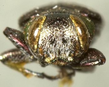 Media type: image;   Entomology 7140 Aspect: head frontal view